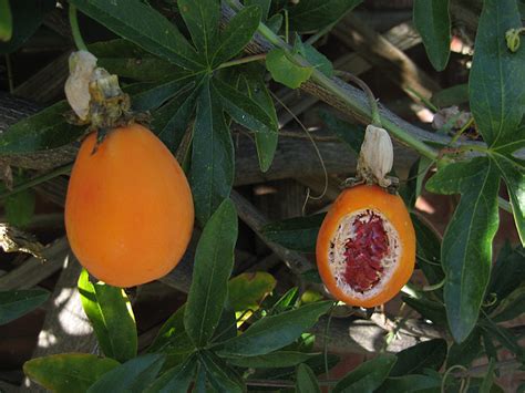 passion fruit seeds edible